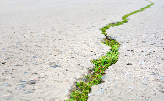Cracked highway road and green sprouts growth through the asphalt road. New life concept.